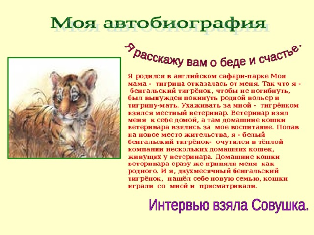 Я родился в английском сафари-парке Моя мама - тигрица отказалась от меня. Так что я - бенгальский тигрёнок, чтобы не погибнуть, был вынужден покинуть родной вольер и тигрицу-мать. Ухаживать за мной - тигрёнком взялся местный ветеринар. Ветеринар взял меня к себе домой, а там домашние кошки ветеринара взялись за мое воспитание. Попав на новое место жительства, я - белый бенгальский тигрёнок- очутился в тёплой компании нескольких домашних кошек, живущих у ветеринара. Домашние кошки ветеринара сразу же приняли меня как родного. И я, двухмесячный бенгальский тигрёнок, нашёл себе новую семью, кошки играли со мной и присматривали. 