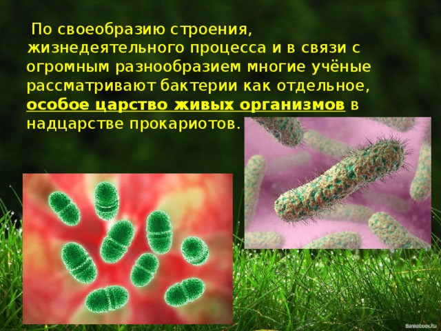  По своеобразию строения, жизнедеятельного процесса и в связи с огромным разнообразием многие учёные рассматривают бактерии как отдельное, особое царство живых организмов в надцарстве прокариотов. 