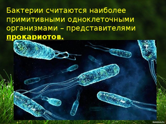 Бактерии считаются наиболее примитивными одноклеточными организмами – представителями прокариотов. 