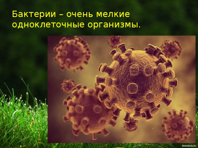 Бактерии – очень мелкие одноклеточные организмы. 