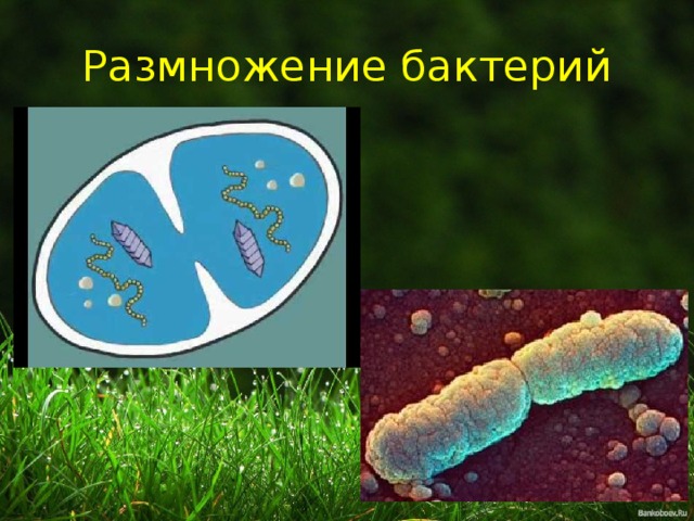 Размножение бактерий 