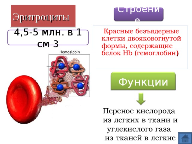 Эритроциты Строение   Красные безъядерные клетки двояковогнутой формы, содержащие белок Hb ( гемоглобин ) 4,5-5 млн. в 1 см 3 Функции Перенос кислорода из легких в ткани и углекислого газа из тканей в легкие 16 