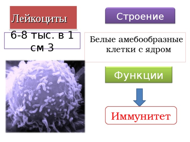 Лейкоциты Строение 6-8 тыс. в 1 см 3  Белые амебообразные клетки с ядром Функции Иммунитет 