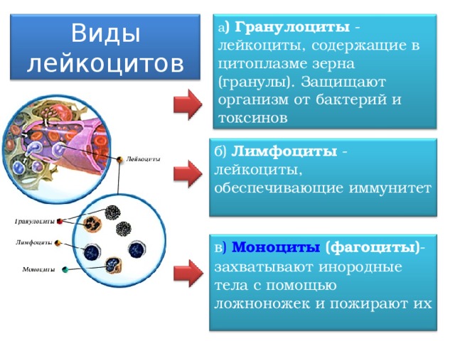 Виды лейкоцитов а ) Гранулоциты - лейкоциты, содержащие в цитоплазме зерна (гранулы). Защищают организм от бактерий и токсинов б) Лимфоциты - лейкоциты, обеспечивающие иммунитет в ) Моноциты (фагоциты) - захватывают инородные тела с помощью ложноножек и пожирают их 18 