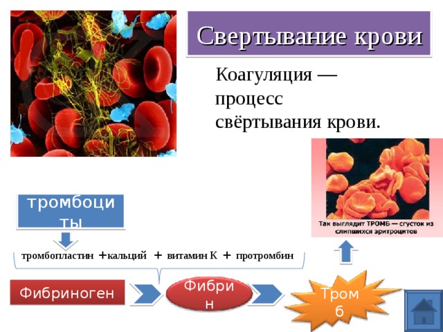 Свертывание крови Коагуляция — процесс свёртывания крови. тромбоциты + + + протромбин витамин К  кальций тромбопластин Фибриноген Фибрин Тромб 
