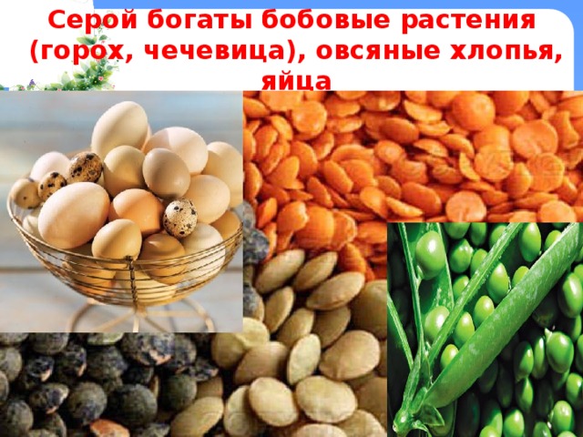 Серой богаты бобовые растения  (горох, чечевица), овсяные хлопья, яйца 