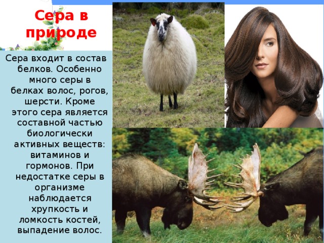 Сера в природе Сера входит в состав белков. Особенно много серы в белках волос, рогов, шерсти. Кроме этого сера является составной частью биологически активных веществ: витаминов и гормонов. При недостатке серы в организме наблюдается хрупкость и ломкость костей, выпадение волос. 