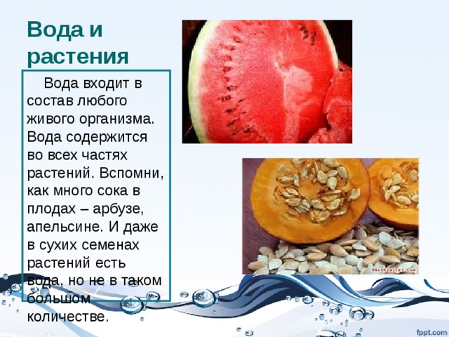 Вода и растения  Вода входит в состав любого живого организма. Вода содержится во всех частях растений. Вспомни, как много сока в плодах – арбузе, апельсине. И даже в сухих семенах растений есть вода, но не в таком большом количестве. 