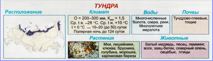 Дайте характеристику зоны тундры по плану географическое положение климатические условия почвы и т д