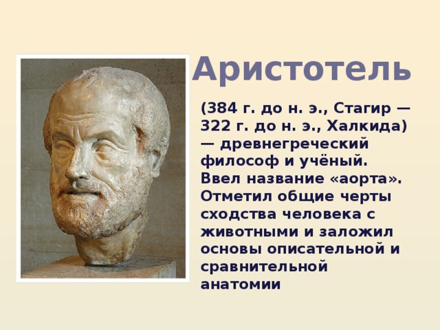 Аристотель (384 г. до н. э., Стагир — 322 г. до н. э., Халкида) — древнегреческий философ и учёный. Ввел название «аорта». Отметил общие черты сходства человека с животными и заложил основы описательной и сравнительной анатомии 