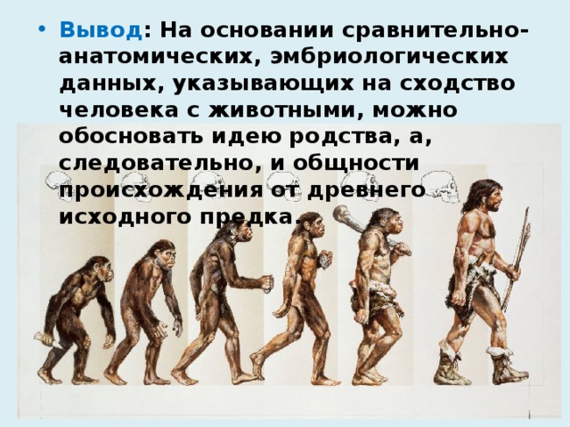 Вывод : На основании сравнительно-анатомических, эмбриологических данных, указывающих на сходство человека с животными, можно обосновать идею родства, а, следовательно, и общности происхождения от древнего исходного предка. 