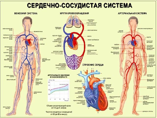 Общий план строения организмов установила