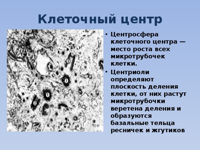 Клеточный центр Центросфера клеточного центра — место роста всех микротрубочек клетки. Центриоли определяют плоскость деления клетки, от них растут микротрубочки веретена деления и образуются базальные тельца ресничек и жгутиков  