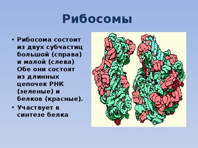 Рибосомы  Рибосома состоит из двух субчастиц большой (справа) и малой (слева) Обе они состоят из длинных цепочек РНК (зеленые) и белков (красные). Участвует в синтезе белка  