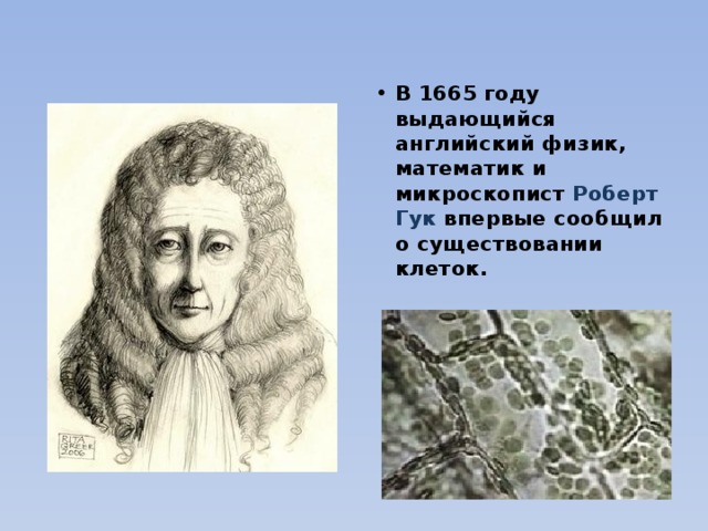 В 1665 году выдающийся английский физик, математик и микроскопист Роберт Гук впервые сообщил о существовании клеток. 
