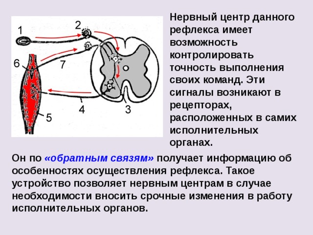 Нервный центр презентация