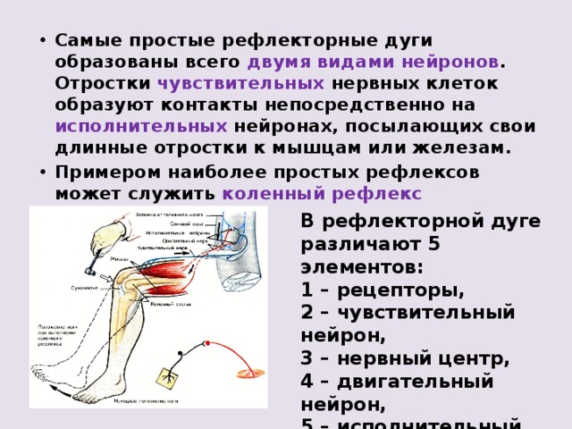 Нервно рефлекторные связи. Схема рефлекторной дуги коленного рефлекса. Двухнейронная рефлекторная дуга коленного рефлекса. Корнеальный рефлекс нерв. Звенья рефлекторной дуги 8 класс биология.