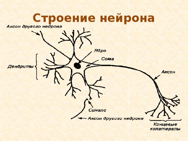 Название нервной клетки. Схема строения нейрона. Внутренне строение нейрона. Внутреннее строение нервной клетки. Строение нейрона рисунок.