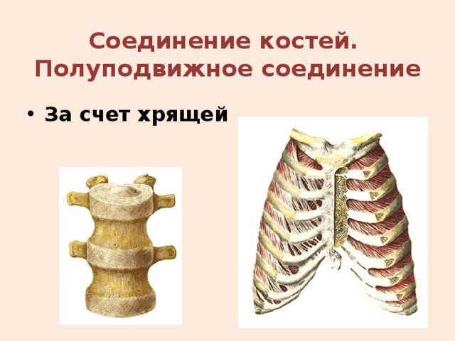 Соединение костей.  Полуподвижное соединение За счет хрящей  