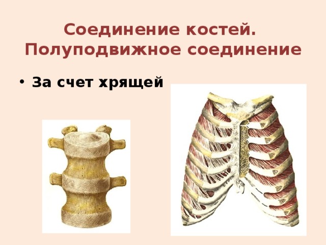 Полуподвижно соединенные кости. Хрящевые соединения костей. Рёбра подвижные или полуподвижные. Полуподвижное соединение костей в позвоночнике. Полуподвижное соединение характерно для.