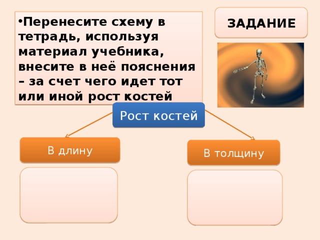 Рост костей в толщину происходит за счет