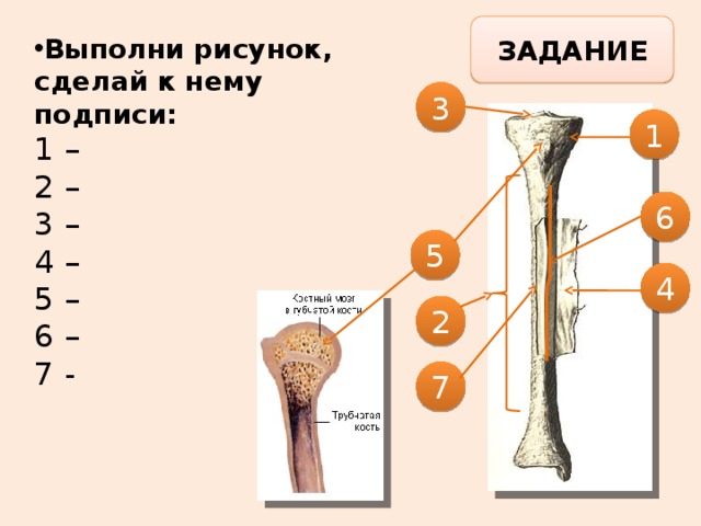 ЗАДАНИЕ Выполни рисунок, сделай к нему подписи: 1 – 2 – 3 – 4 – 5 – 6 – 7 - 3 1 6 5 4 2 1 – эпифиз (головка) 2 – диафиз (тело) 3 – суставной хрящ 4 – надкостница 5 – губчатое вещество (красный костный мозг) 6 – компактное вещество 7 – полость (желтый костный мозг) 7  