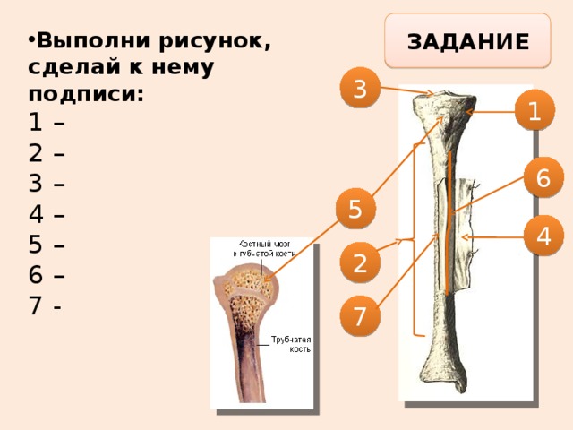 Рост кости в длину