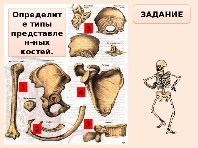 ЗАДАНИЕ Определите типы представлен-ных костей. 5 1 4 3 2 
