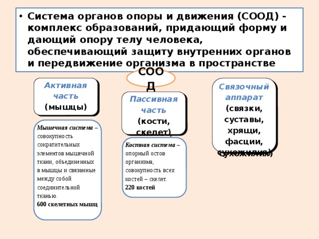 Система нея состоит из. Органы опорно двигательной системы человека таблица. Система опора движения органы. Система опоры и движения органы и функции. Система опоры и движения, её исполнительные органы, роль в организме.