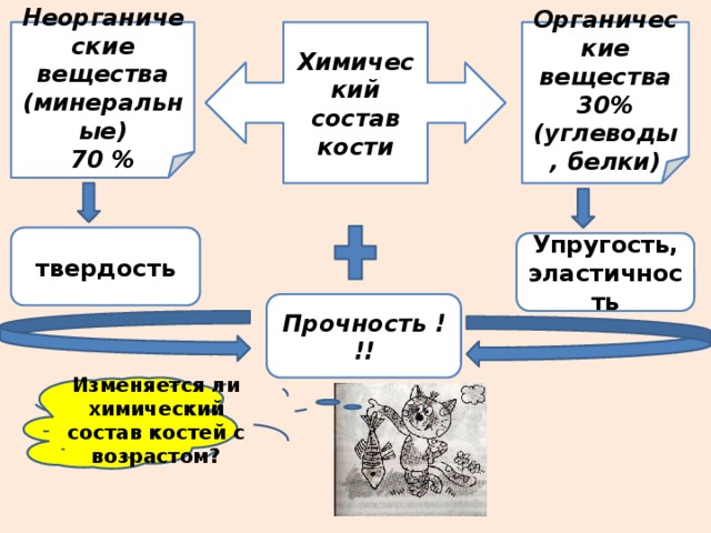 Неорганические кости. Неорганические вещества в опорно двигательной системе. Урок состав строение и рост костей. Химический состав опорно двигательной системы. Состав костей схема 8 класс.