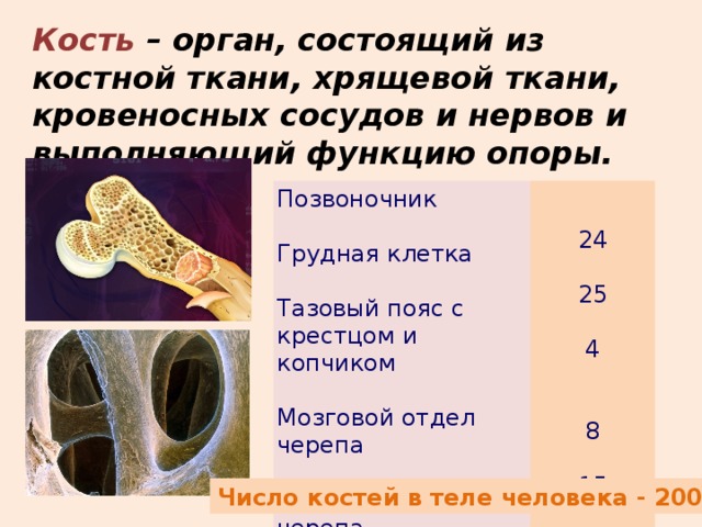 Кость – орган, состоящий из костной ткани, хрящевой ткани, кровеносных сосудов и нервов и выполняющий функцию опоры. Позвоночник 24  Грудная клетка  25  Тазовый пояс с крестцом и копчиком  Мозговой отдел черепа  4  Лицевой отдел черепа  Плечевой пояс вместе с верхними конечностями 8  15  Нижние конечности 64 60 Число костей в теле человека - 200 