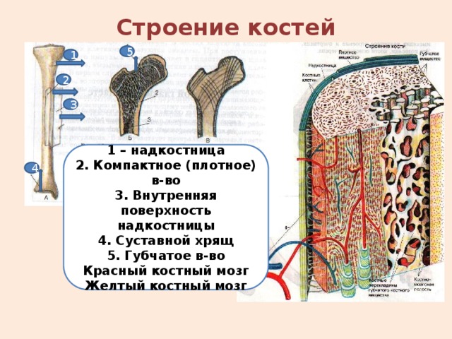 Строение костей 5 1 2 3 1 – надкостница 2. Компактное (плотное) в-во 3. Внутренняя поверхность надкостницы 4. Суставной хрящ 5. Губчатое в-во Красный костный мозг Желтый костный мозг 4 