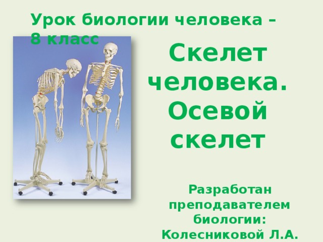 Урок биологии человека – 8 класс Скелет человека. Осевой скелет Разработан преподавателем биологии: Колесниковой Л.А. 