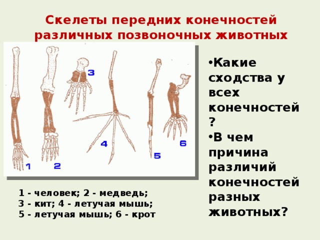 Скелеты передних конечностей различных позвоночных животных   Какие сходства у всех конечностей? В чем причина различий конечностей разных животных? 1 - человек; 2 - медведь; 3 - кит; 4 - летучая мышь;  5 - летучая мышь; 6 - крот 