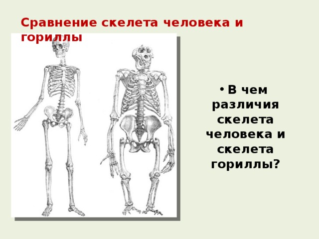 Сравнение скелета человека и гориллы В чем различия скелета человека и скелета гориллы? 