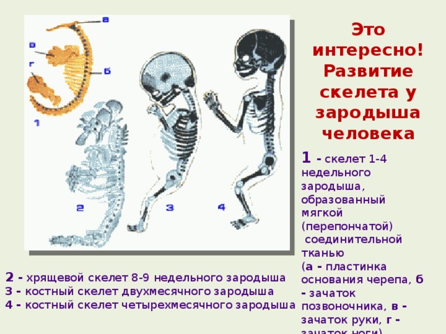 Это интересно! Развитие скелета у зародыша человека 1 - скелет 1-4 недельного зародыша, образованный мягкой (перепончатой)  соединительной тканью ( а - пластинка основания черепа, б - зачаток позвоночника, в - зачаток руки, г - зачаток ноги)   2 - хрящевой скелет 8-9 недельного зародыша  3 - костный скелет двухмесячного зародыша  4 - костный скелет четырехмесячного зародыша 