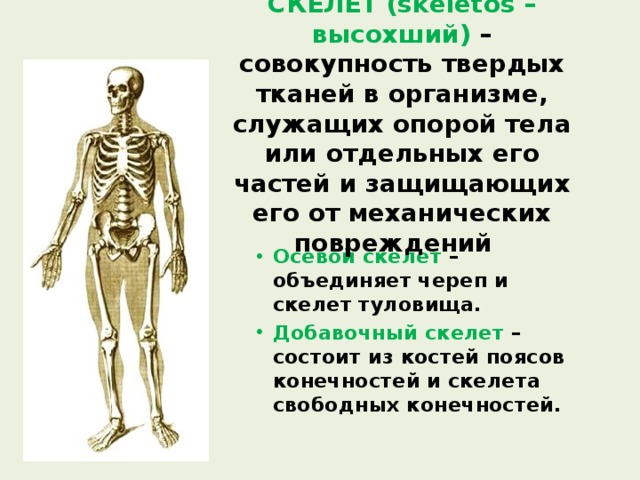 СКЕЛЕТ (skeletos – высохший) – совокупность твердых тканей в организме, служащих опорой тела или отдельных его частей и защищающих его от механических повреждений   Осевой скелет – объединяет череп и скелет туловища. Добавочный скелет – состоит из костей поясов конечностей и скелета свободных конечностей.  