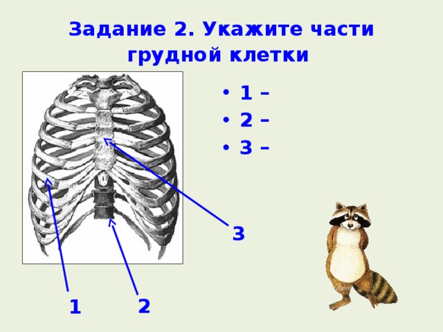 Задание 2. Укажите части грудной клетки  1 – 2 – 3 –  3 2 1 
