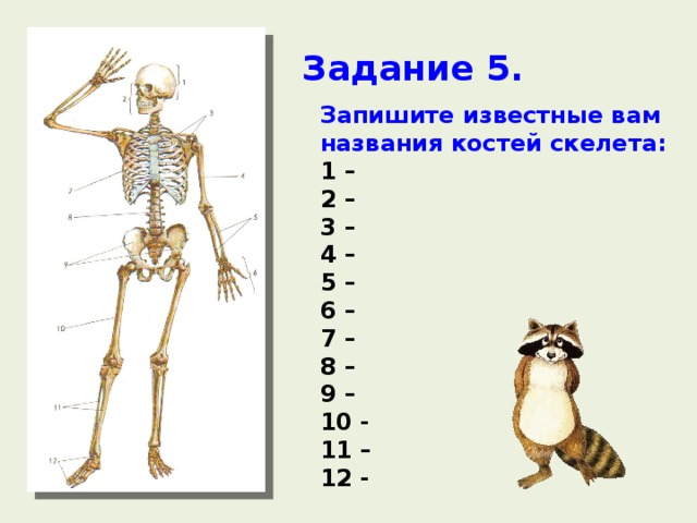 Задание 5. Запишите известные вам названия костей скелета: 1 – 2 – 3 – 4 – 5 – 6 – 7 – 8 – 9 – 10 - 11 – 12 - 