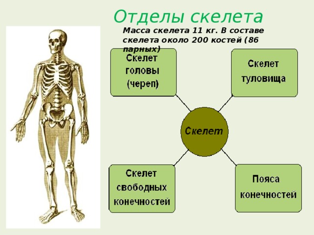Отделы скелета Масса скелета 11 кг. В составе скелета около 200 костей (86 парных) 