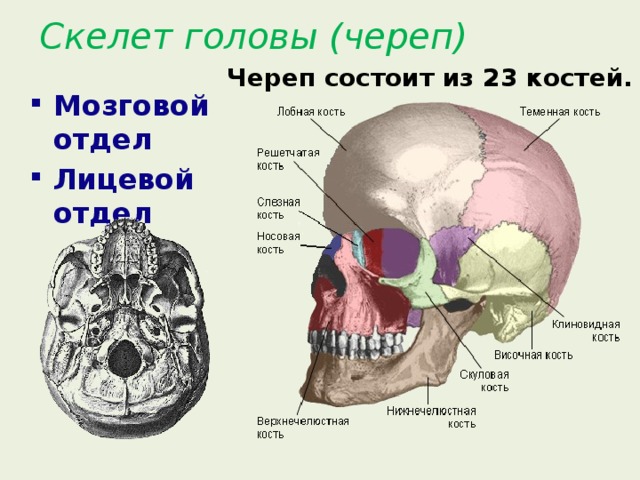 Скелет головы особенности строения. Строение осевого скелета череп. Осевой скелет череп мозговой отдел лицевой отдел. Скелет головы человека решетчатая кость.
