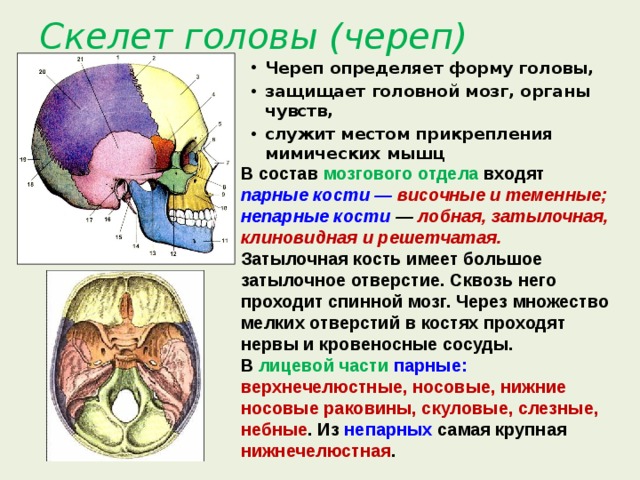 Кости мозгового черепа. Непарные кости мозгового черепа. Парные кости мозгового черепа. Непарная кость мозгового отдела черепа.