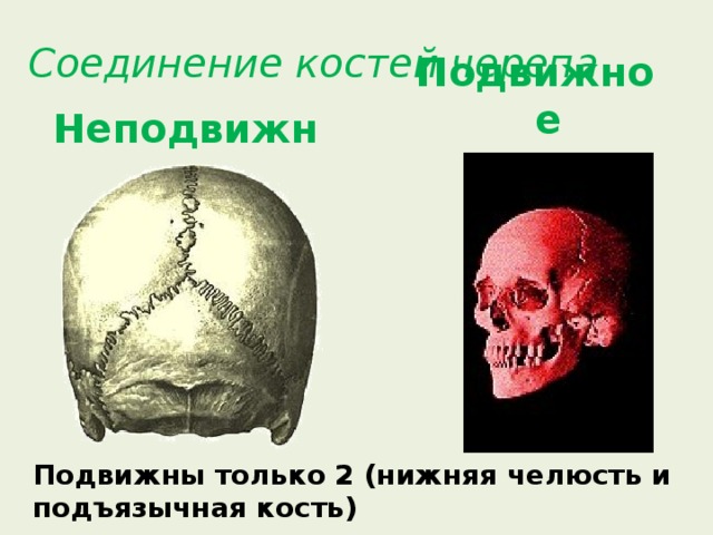 Соединение костей черепа Неподвижное Подвижное    Подвижны только 2 (нижняя челюсть и подъязычная кость) 