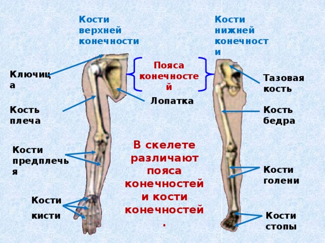 Соединение кости нижней конечности. Кости поясов конечностей и свободных верхней и нижней. Кости нижней конечности. Кости пояса нижних конечностей. Строение костей свободной нижней конечности.