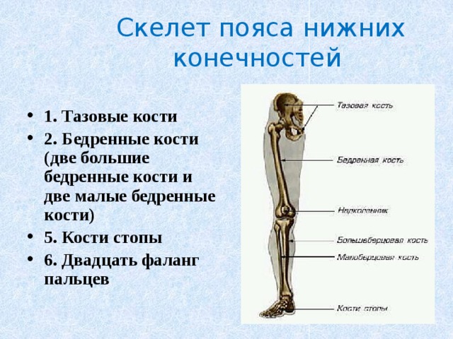 Скелет пояса нижних конечностей  1. Тазовые кости 2. Бедренные кости (две большие бедренные кости и две малые бедренные кости) 5. Кости стопы 6. Двадцать фаланг пальцев 