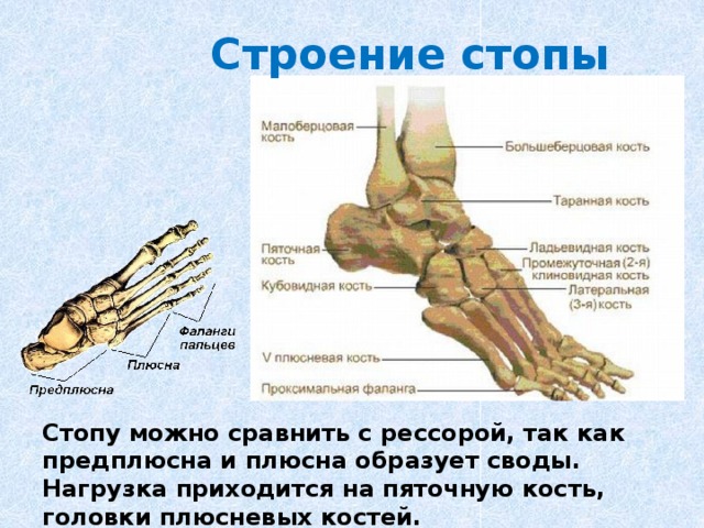 Строение стопы Стопу можно сравнить с рессорой, так как предплюсна и плюсна образует своды. Нагрузка приходится на пяточную кость, головки плюсневых костей. 