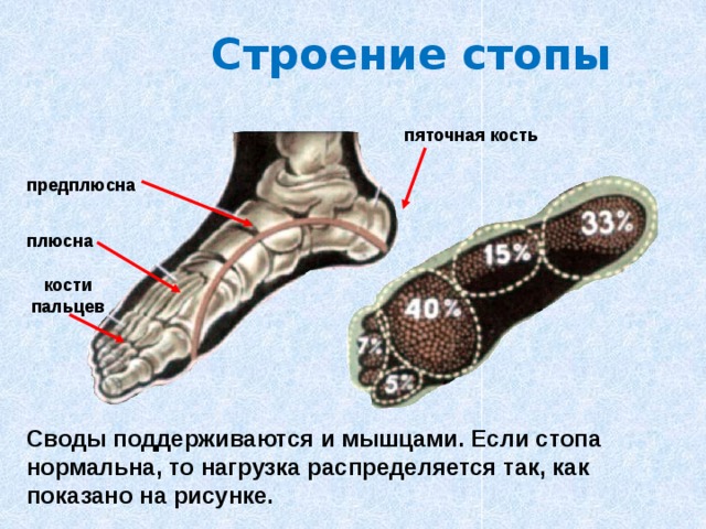 Строение стопы пяточная кость предплюсна плюсна кости пальцев Своды поддерживаются и мышцами. Если стопа нормальна, то нагрузка распределяется так, как показано на рисунке. 