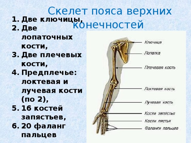 Скелет пояса верхних конечностей  Две ключицы, Две лопаточных кости, Две плечевых кости, Предплечье: локтевая и лучевая кости (по 2), 16 костей запястьев, 20 фаланг пальцев 