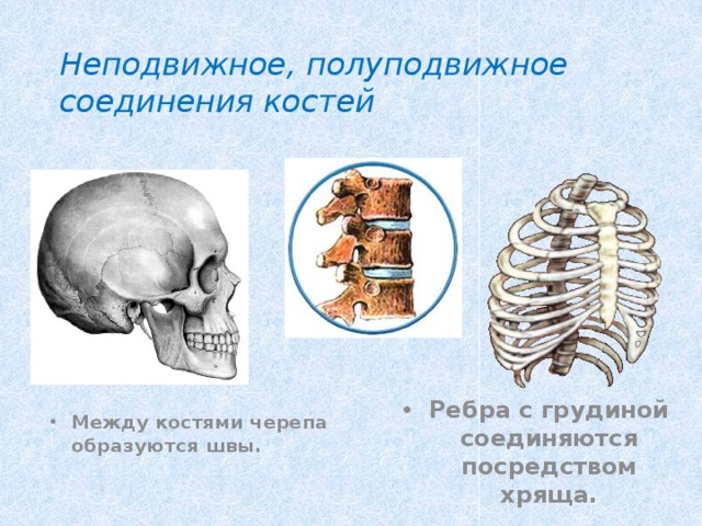 Неподвижное, полуподвижное соединения костей Между костями черепа образуются швы. Ребра с грудиной соединяются посредством хряща. 