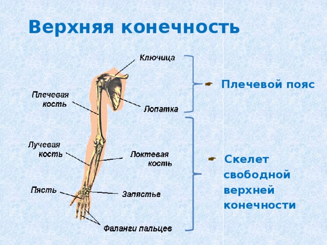 Верхняя конечность Плечевой пояс  Скелет  свободной  верхней  конечности 